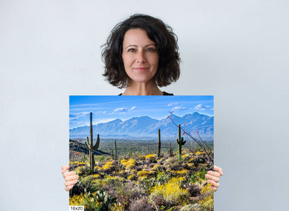Nature's Contrast: Yellow Desert Cactus Saguaro National Park Wall Art Photography