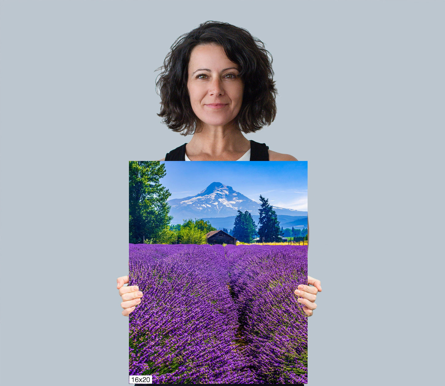Mt Hood Lavender Field Print: Oregon Mountain Flower Photography