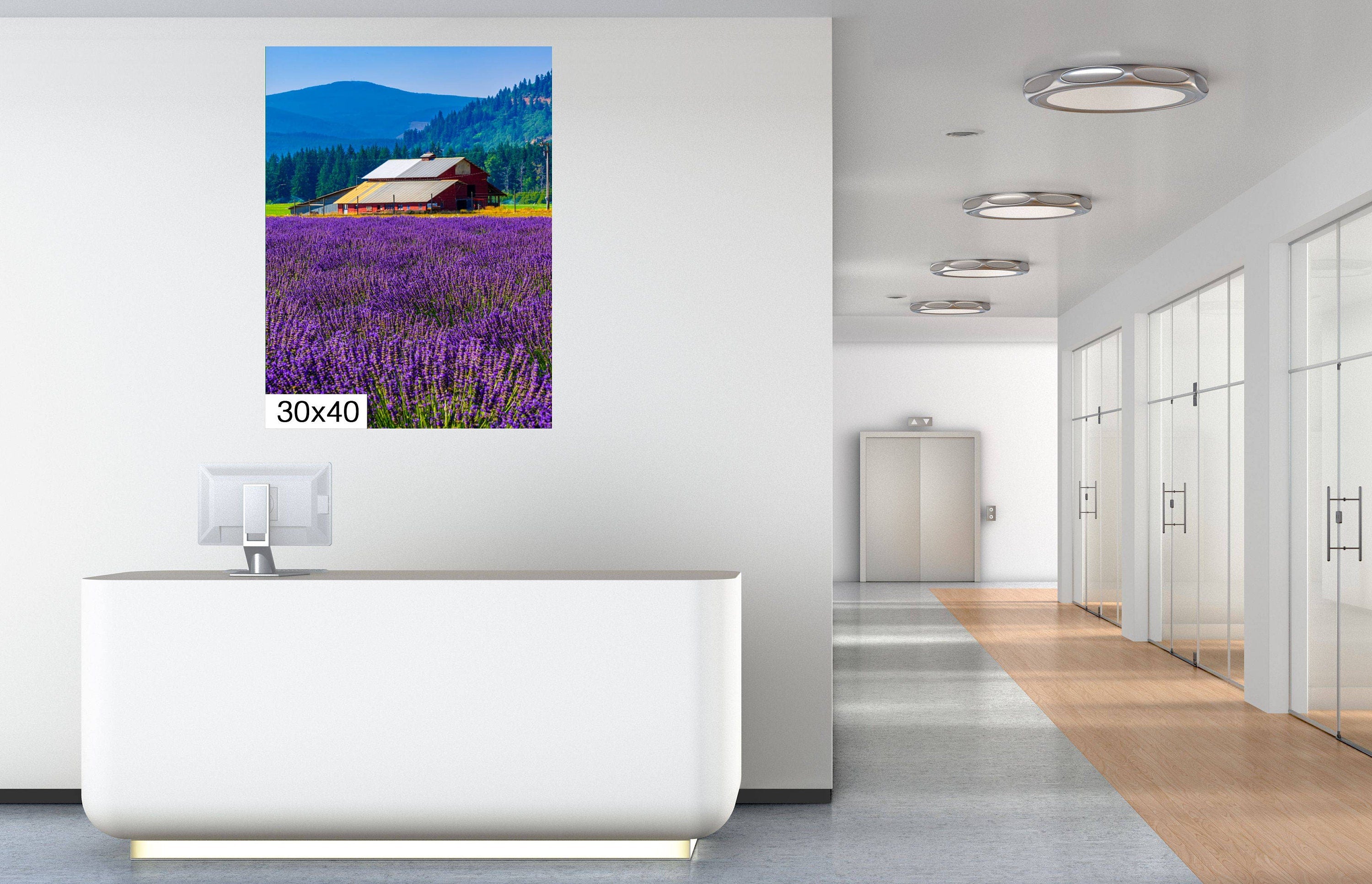 Lavender Field Print: Mount Hood, Oregon Landscape Photography