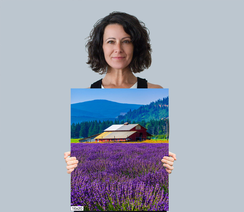 Lavender Field Print: Mount Hood, Oregon Landscape Photography