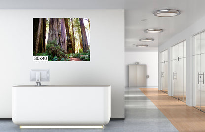 California Redwoods Wall Art - Redwood National Park Canvas Print | Giant Trees Photography