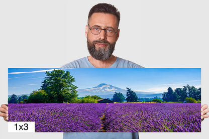 Mt Hood Lavender Field Print: Oregon Landscape Photography