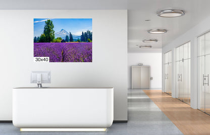 Mt Hood Lavender Field Print: Oregon Landscape Photography