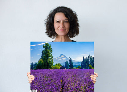 Mt Hood Lavender Field Print: Oregon Landscape Photography