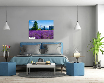 Mt Hood Lavender Field Print: Oregon Landscape Photography