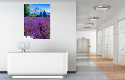 Mt Hood Lavender Field Print: Oregon Mountain Flower Photography