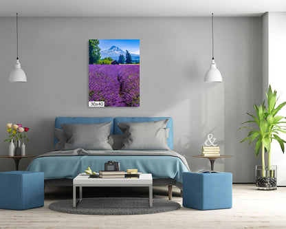 Mt Hood Lavender Field Print: Oregon Mountain Flower Photography