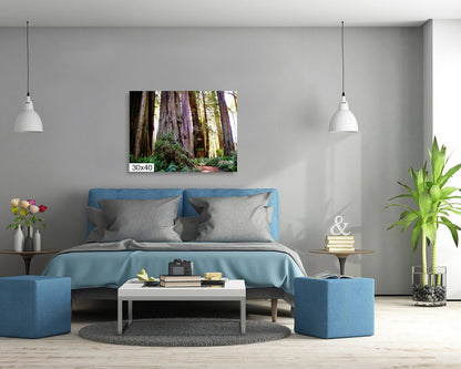 California Redwoods Wall Art - Redwood National Park Canvas Print | Giant Trees Photography