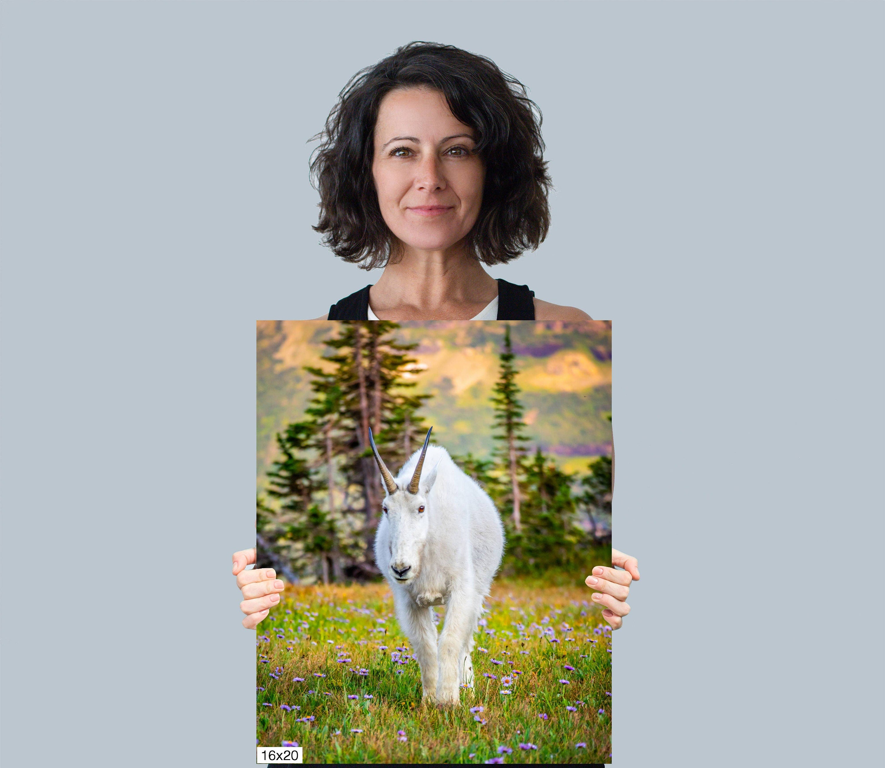 Alpine Majesty: Glacier Mountain Goat National Park Wildlife Photography Wall Art Home