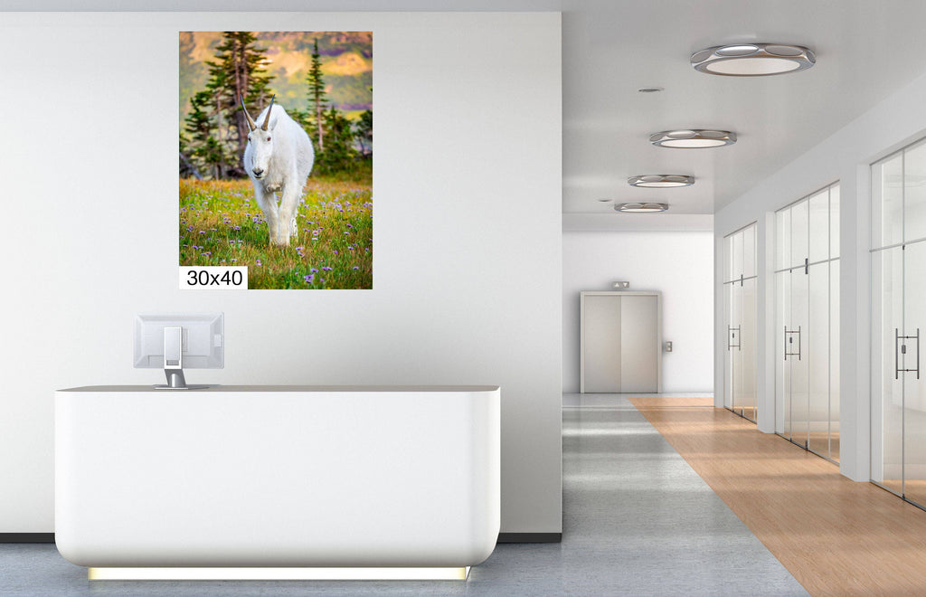 Alpine Majesty: Glacier Mountain Goat National Park Wildlife Photography Wall Art Home