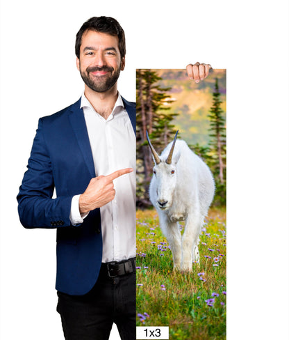 Alpine Majesty: Glacier Mountain Goat National Park Wildlife Photography Wall Art Home Decor