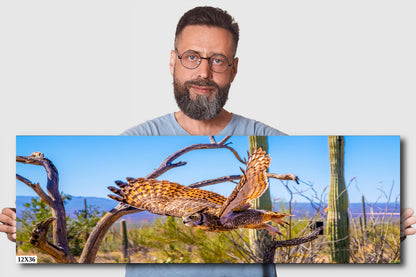 Superb Owl: Birds of Prey Wildlife Photography Nature Wall Art Sonoran Desert Owl Metal Canvas Print Arizona Landscape