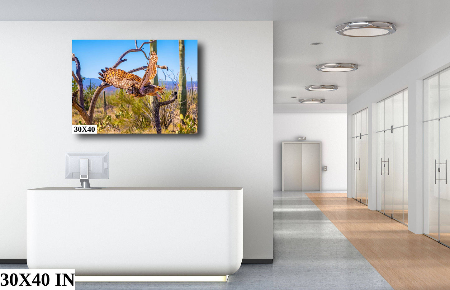Superb Owl: Birds of Prey Wildlife Photography Nature Wall Art Sonoran Desert Owl Metal Canvas Print Arizona Landscape