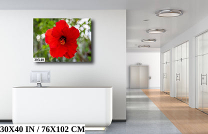 Ruby Blooms: Red Hawaiian Hibiscus Flower Photography Tropical Home Decor Wall Art Print