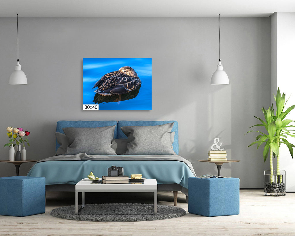 Dreaming Duck: Wall Art Nursery Home Minimalist Animal Bird Photography Duck Canvas Metal Print