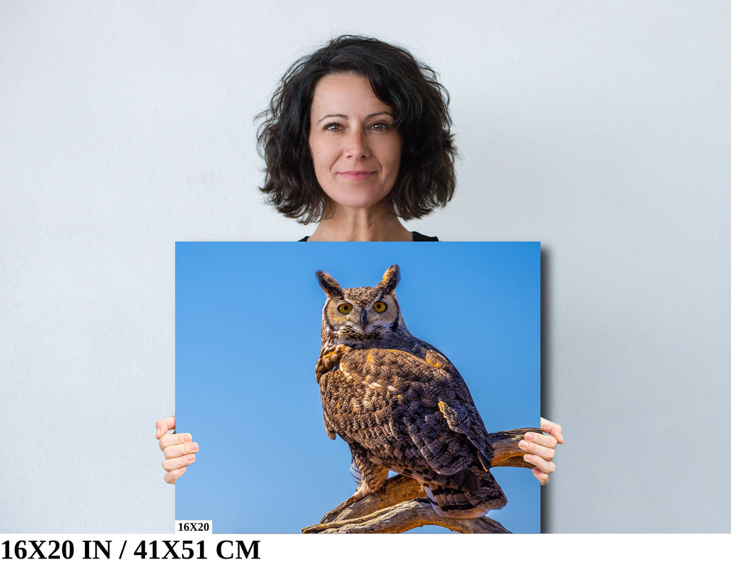 Twilight Guardian: Horned Owl On a Branch Wildlife Photography Wall Art Home Decor Metal Canvas Print