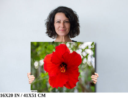 Ruby Blooms: Red Hawaiian Hibiscus Flower Photography Tropical Home Decor Wall Art Print