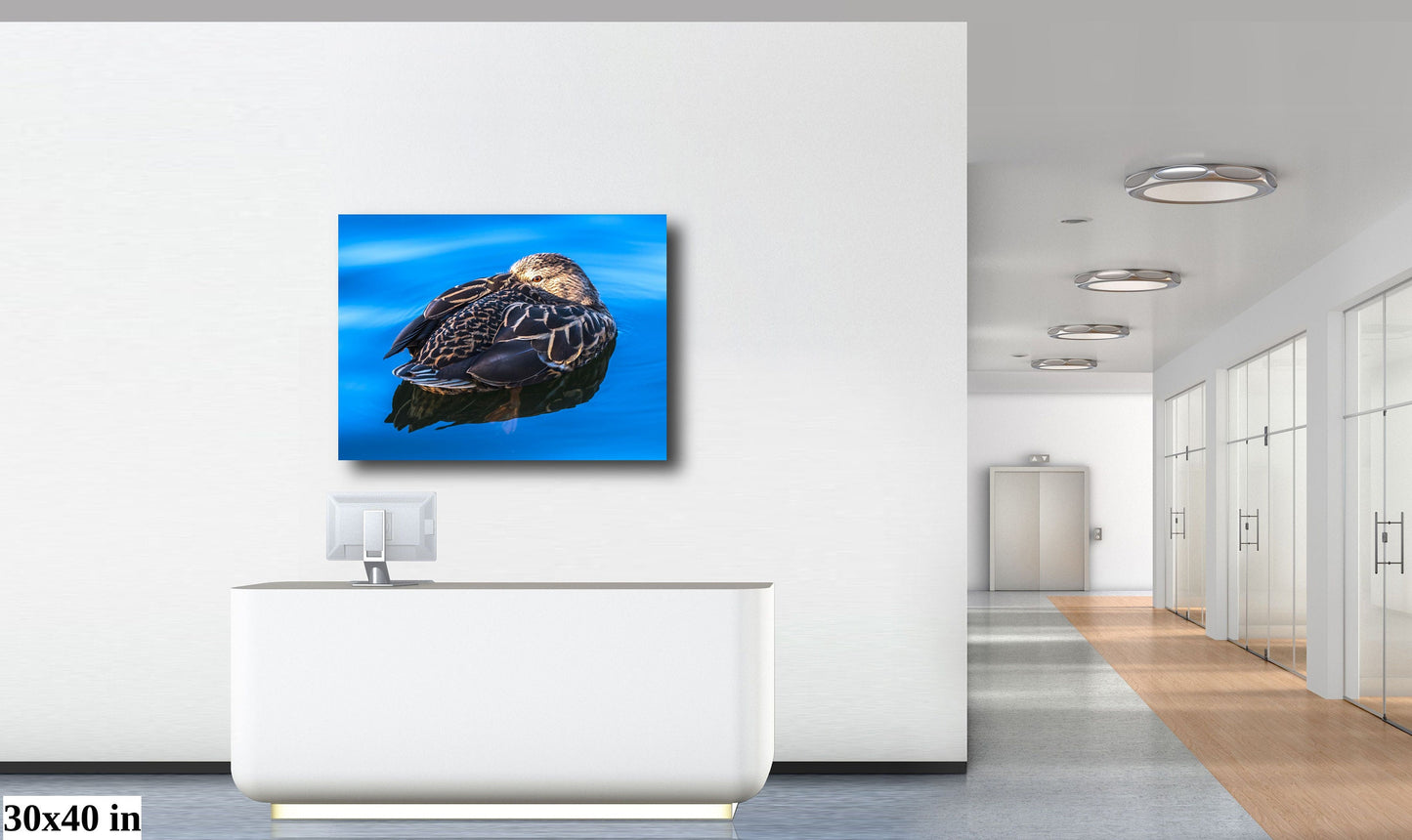 Dreaming Duck: Wall Art Nursery Home Minimalist Animal Bird Photography Duck Canvas Metal Print