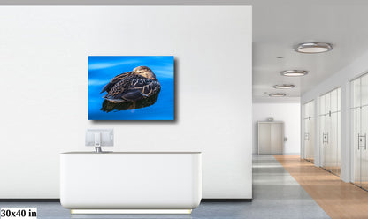 Dreaming Duck: Wall Art Nursery Home Minimalist Animal Bird Photography Duck Canvas Metal Print