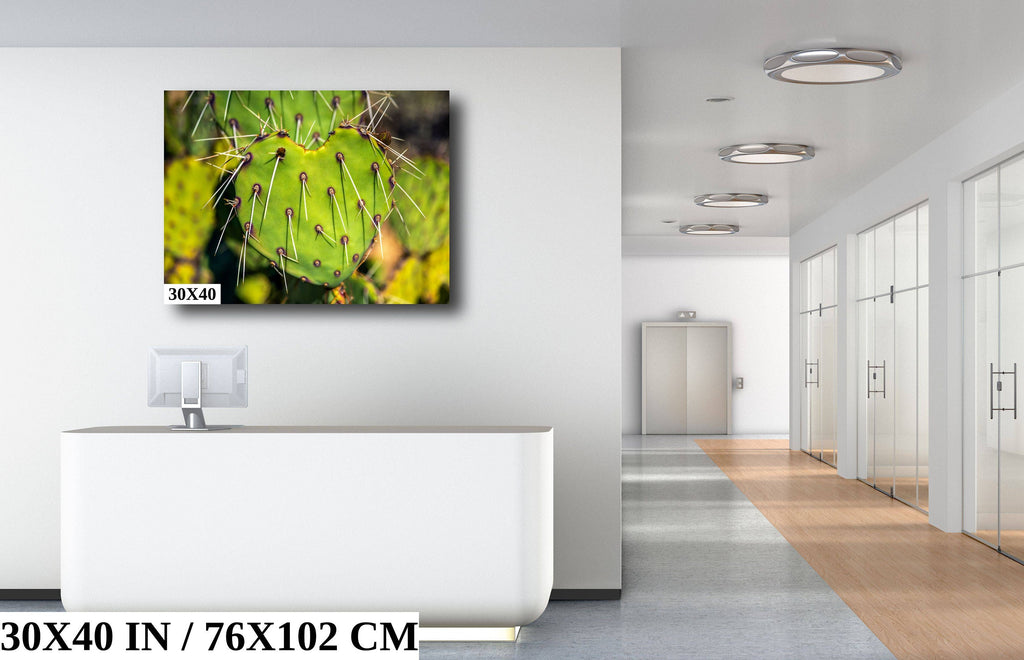 Heart Cactus: Saguaro National Park Southwestern Photography Wall Art