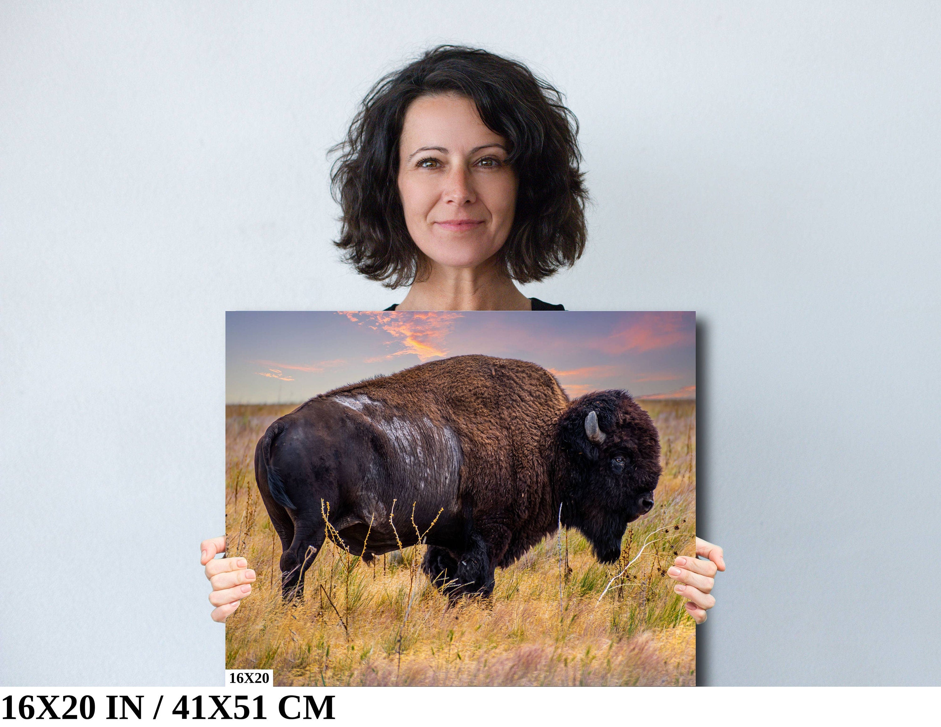 Bison Canvas Print: Antelope Island State Park Wildlife Photography