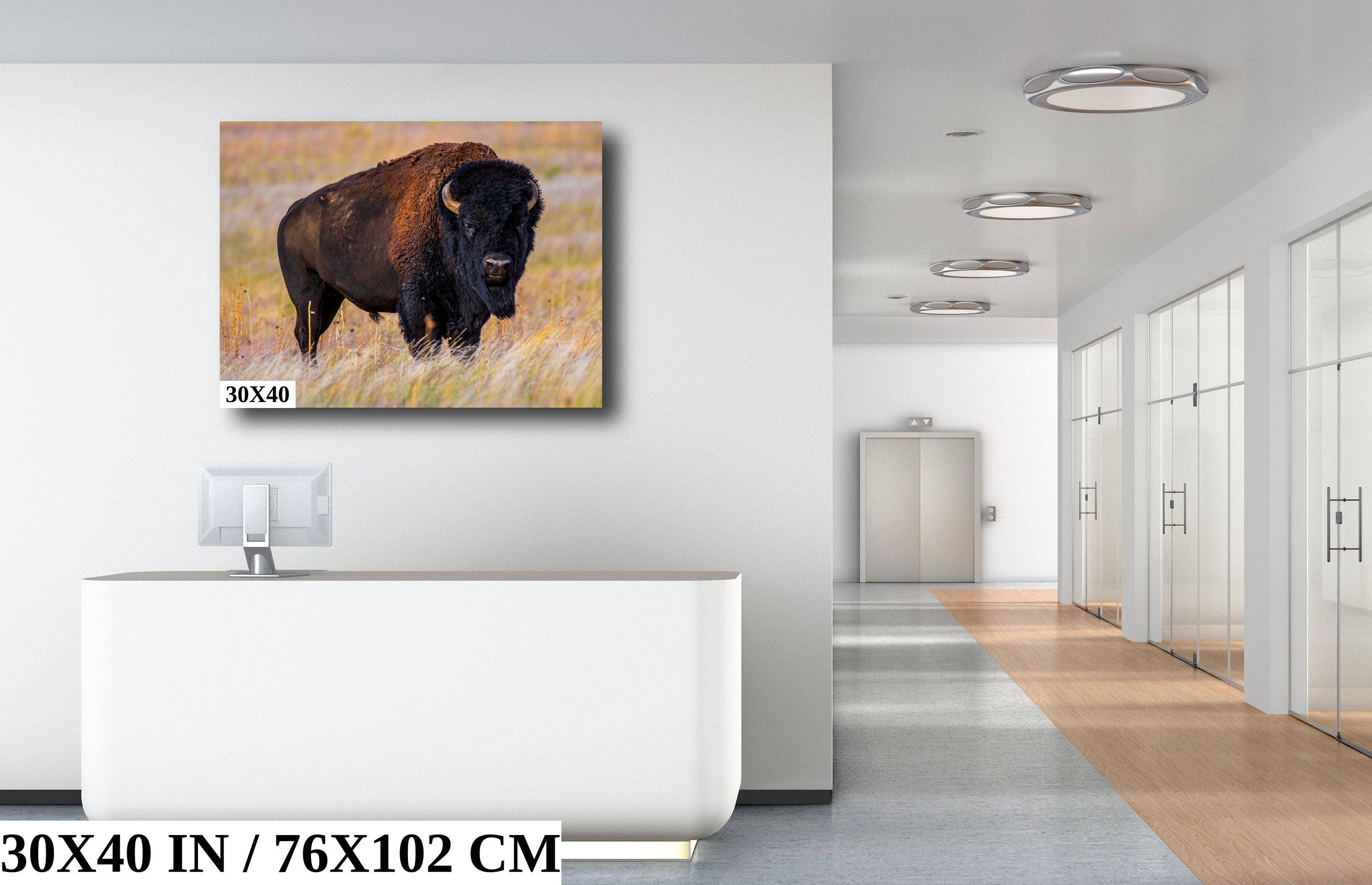 Bison Photography Print: Antelope Island State Park Wildlife Canvas Art