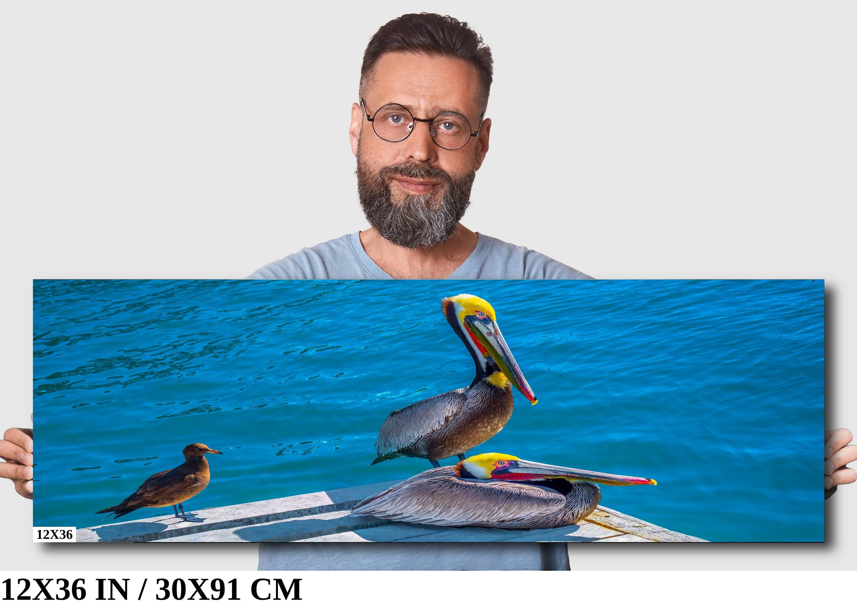 Ocean's Acrobats: Brown Pelican Wall Art Oceanside Photography Colorful Birds Canvas Print