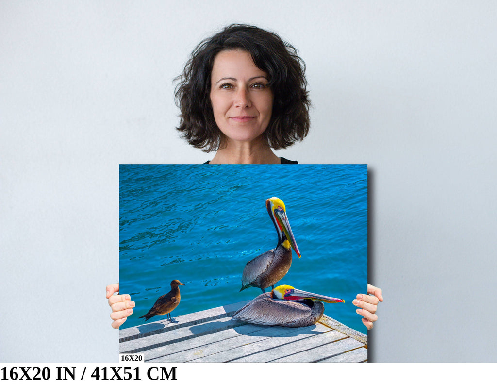 Ocean's Acrobats: Brown Pelican Wall Art Oceanside Photography Colorful Birds Canvas Print