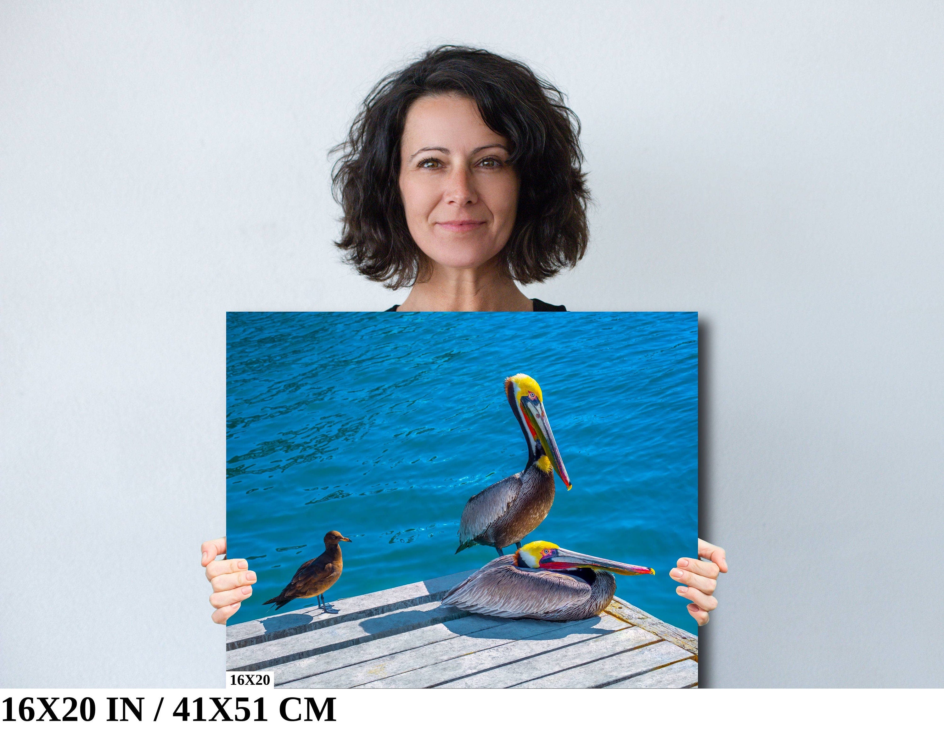 Ocean's Acrobats: Brown Pelican Wall Art Oceanside Photography Colorful Birds Canvas Print