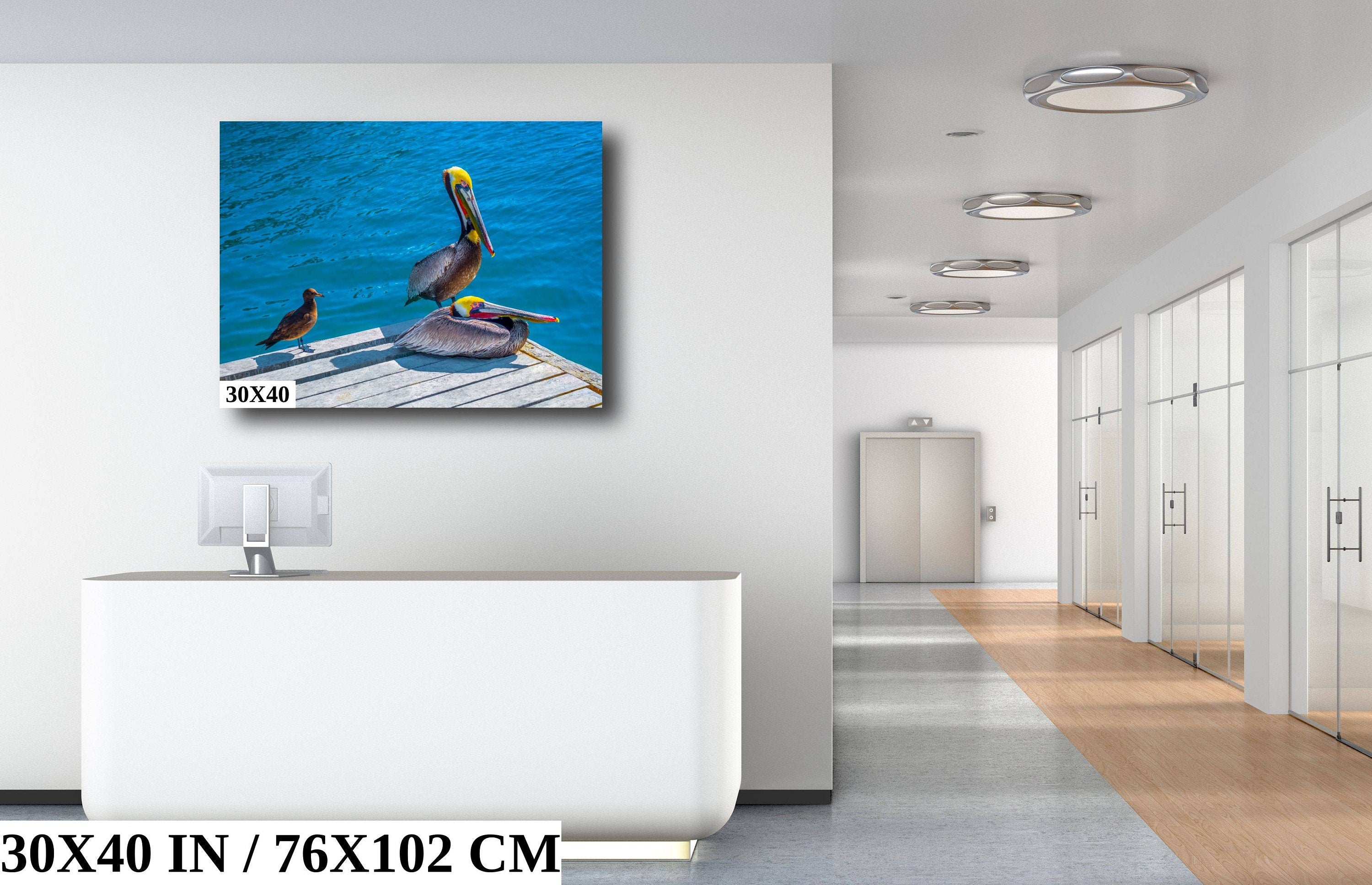 Ocean's Acrobats: Brown Pelican Wall Art Oceanside Photography Colorful Birds Canvas Print