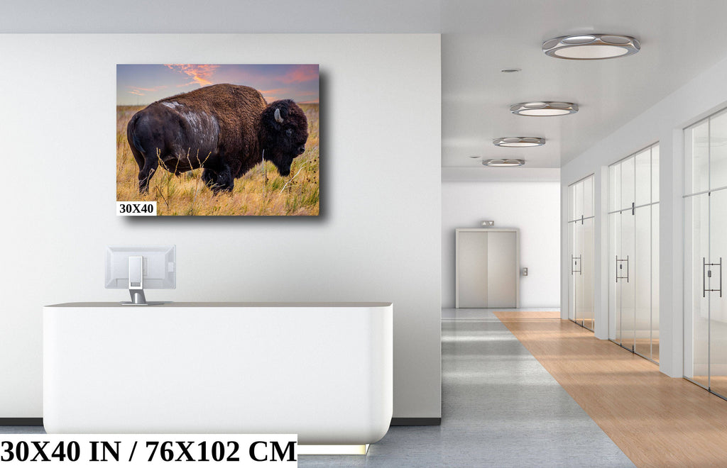 Bison Canvas Print: Antelope Island State Park Wildlife Photography