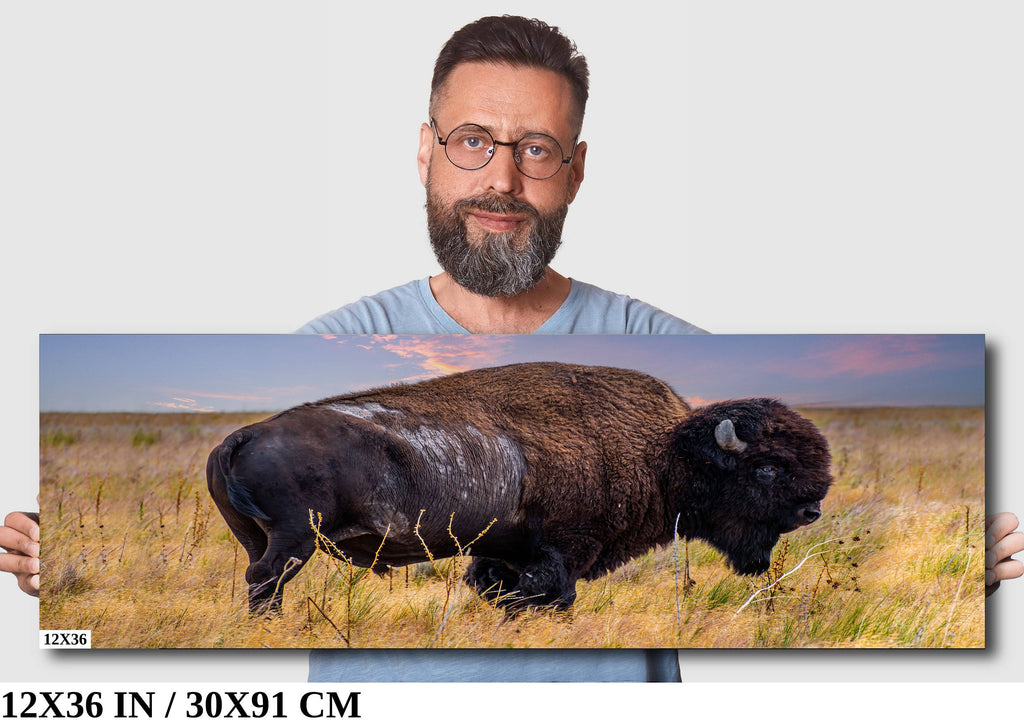 Bison Canvas Print: Antelope Island State Park Wildlife Photography