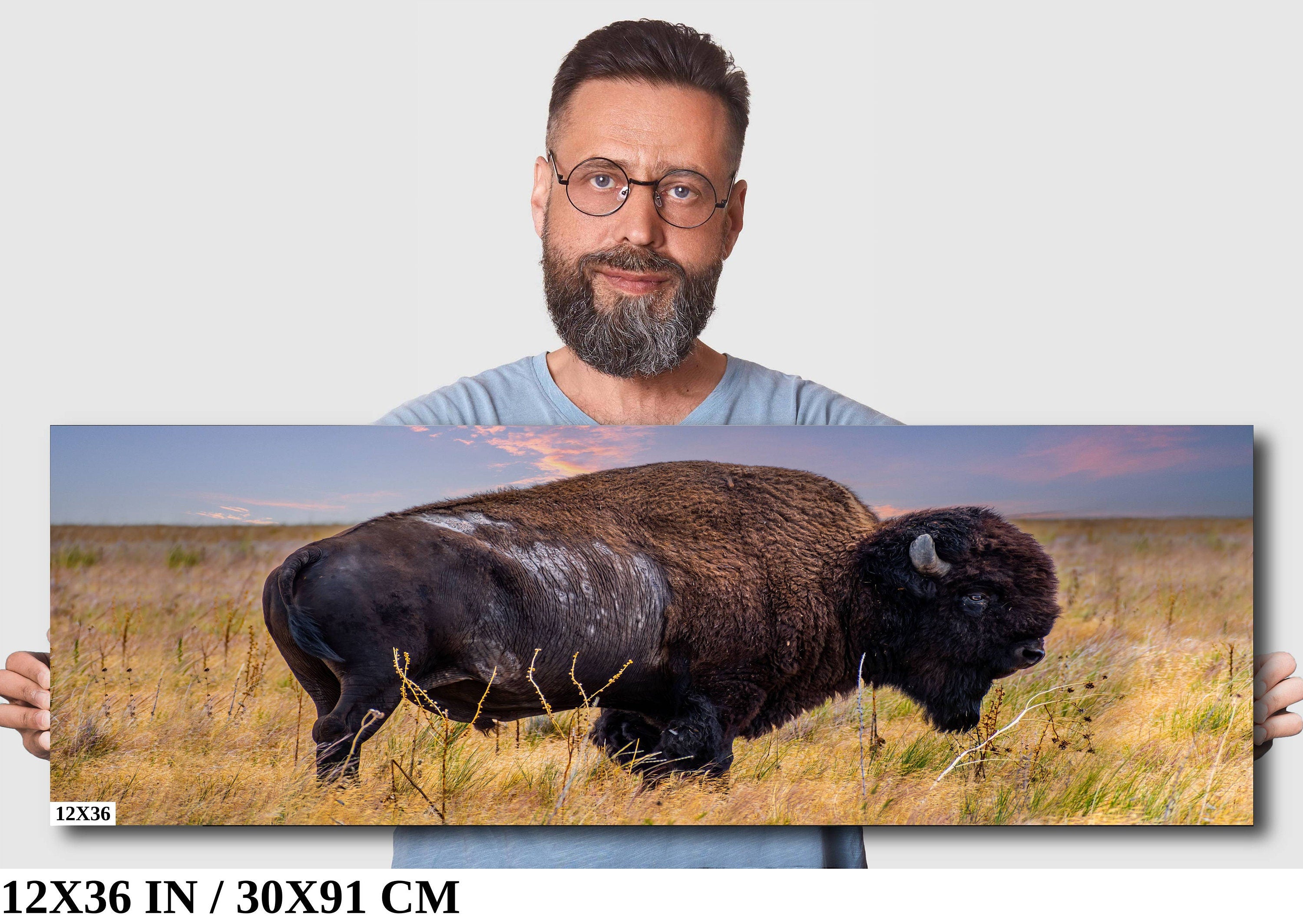 Bison Canvas Print: Antelope Island State Park Wildlife Photography
