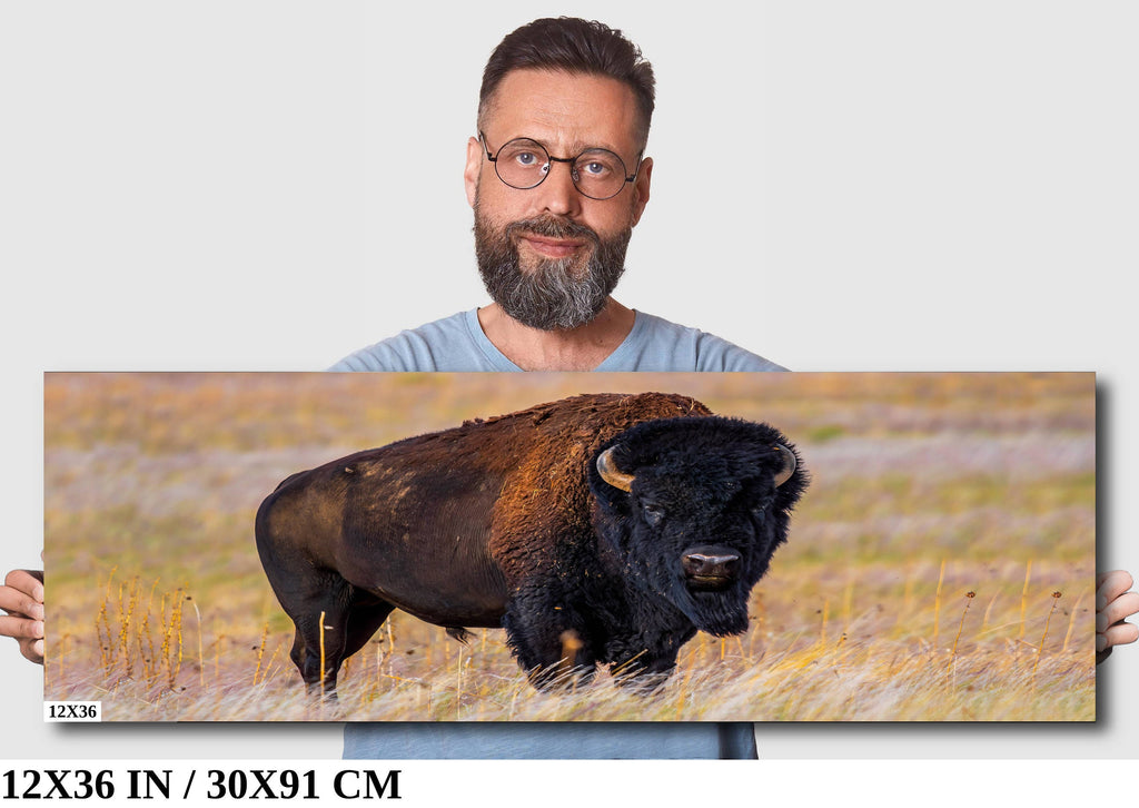 Bison Photography Print: Antelope Island State Park Wildlife Canvas Art