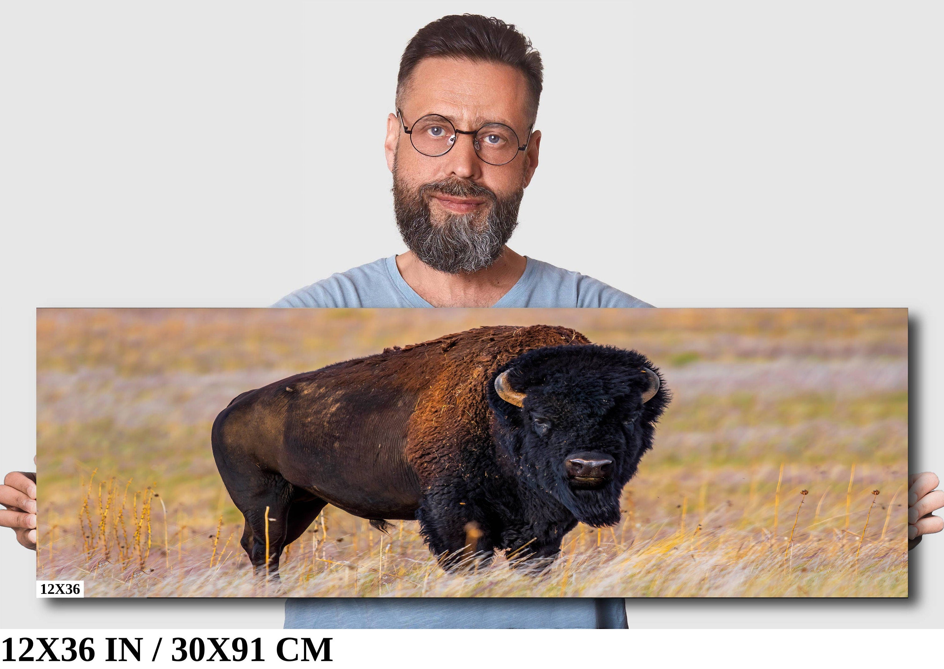 Bison Photography Print: Antelope Island State Park Wildlife Canvas Art