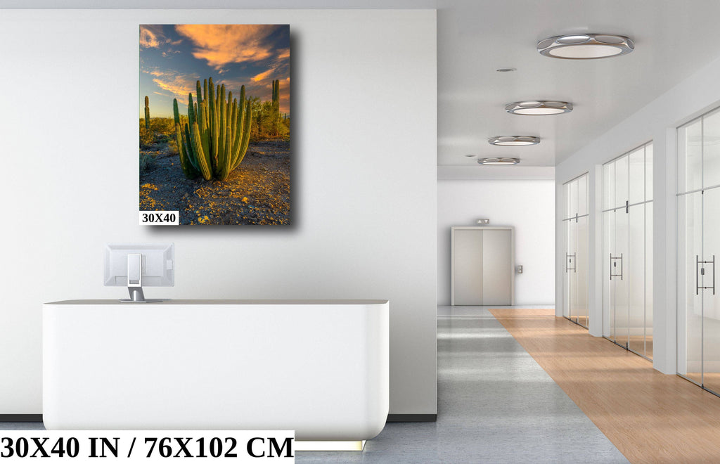 Serenade of Spines: Organ Pipe Cactus National Monument Desert Sanctuary Wall Art Photography