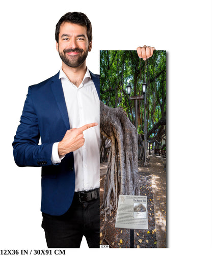 The Lahaina Banyan Tree: Hawaii's Historical Tree Photography Maui Wall Art Hawaii