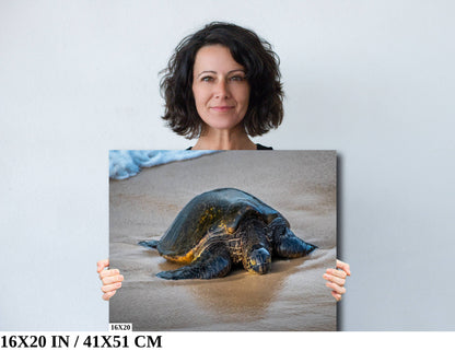 Turtle Treasures of Hawaii: Hawaii Sea Turtle Photography Wall Art Ocean Wildlife Canvas Print