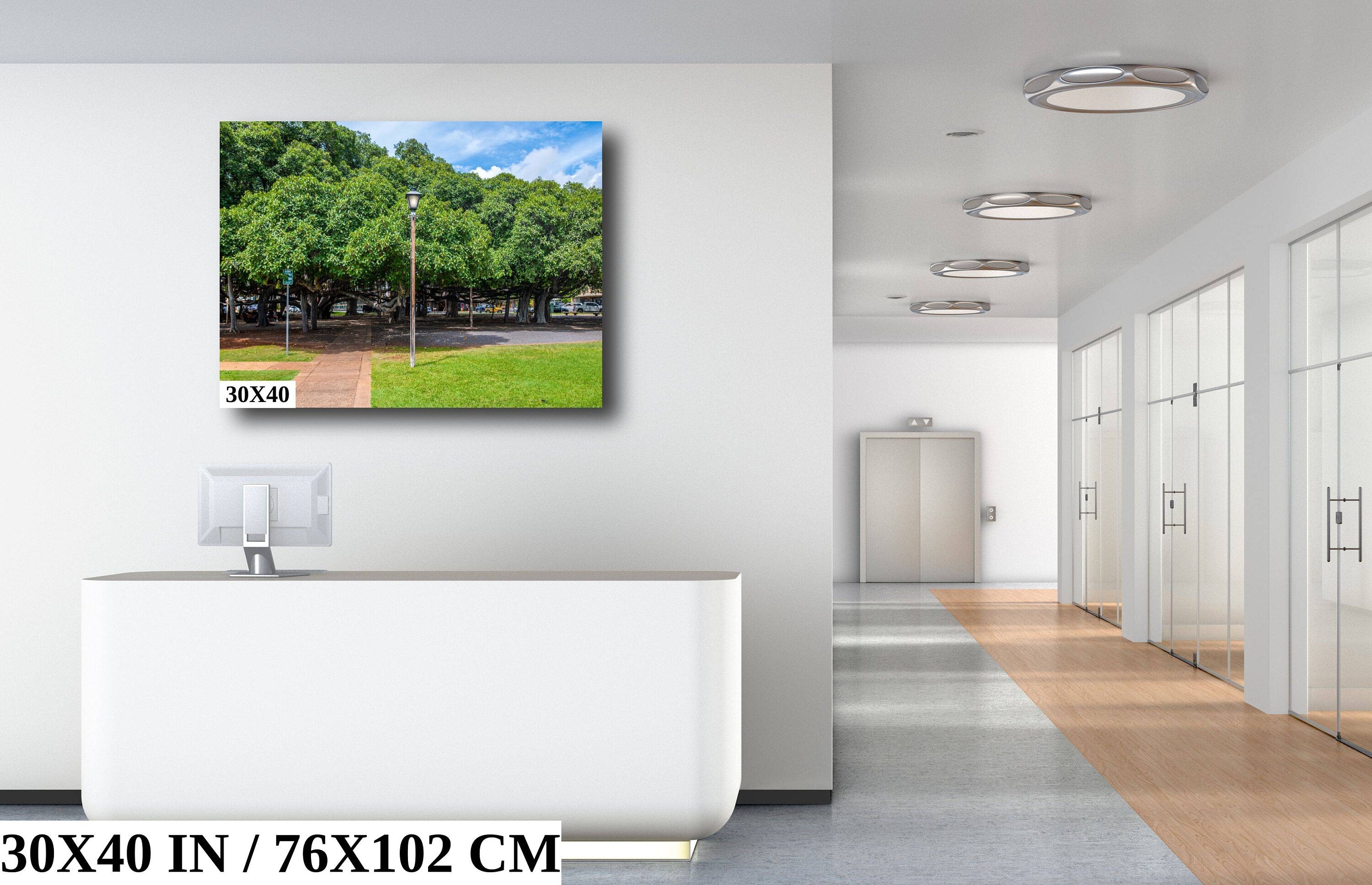 Lahaina Banyan Tree Photography: Maui Hawaii Landscape Wall Art Print