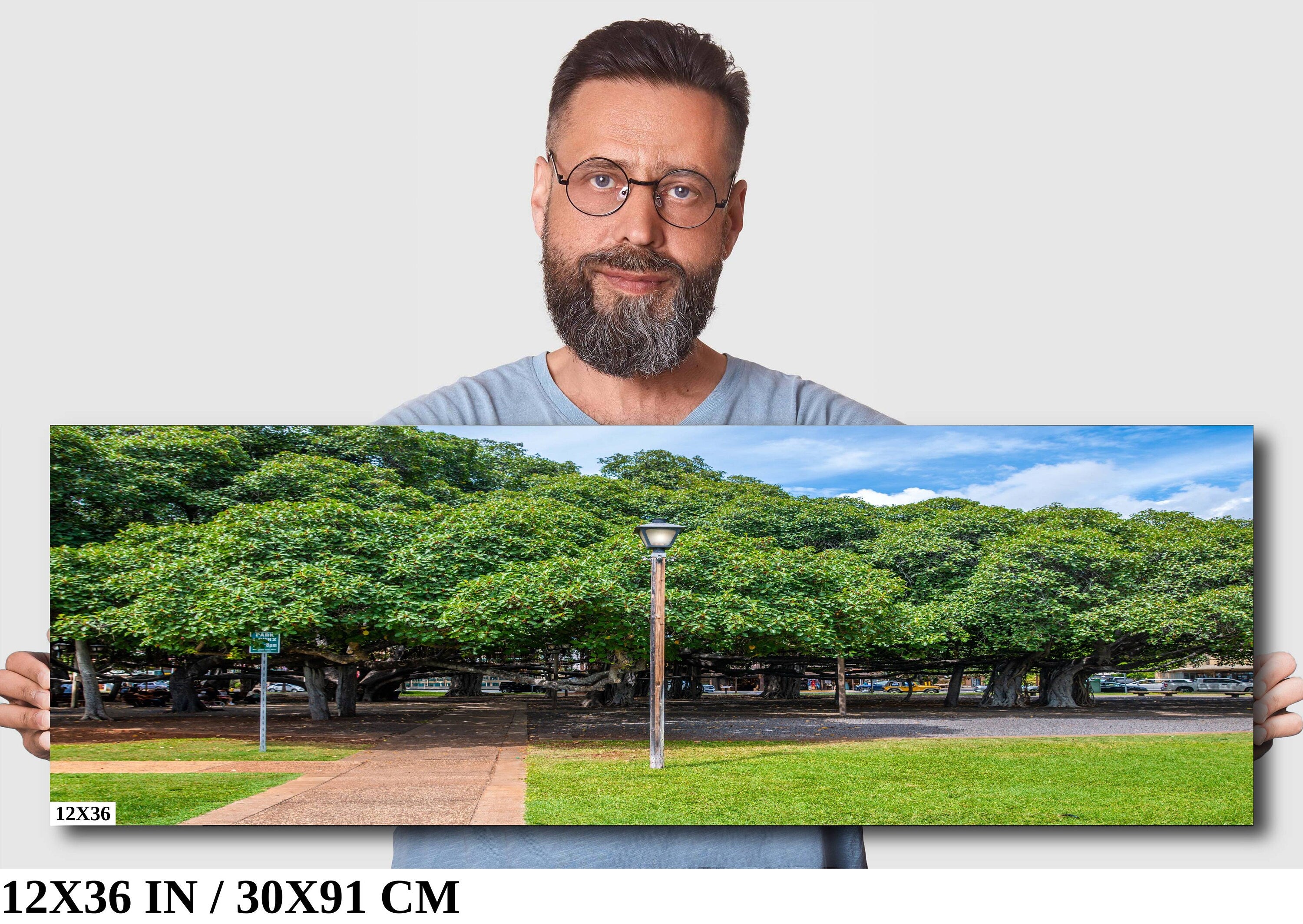 Lahaina Banyan Tree Photography: Maui Hawaii Landscape Wall Art Print