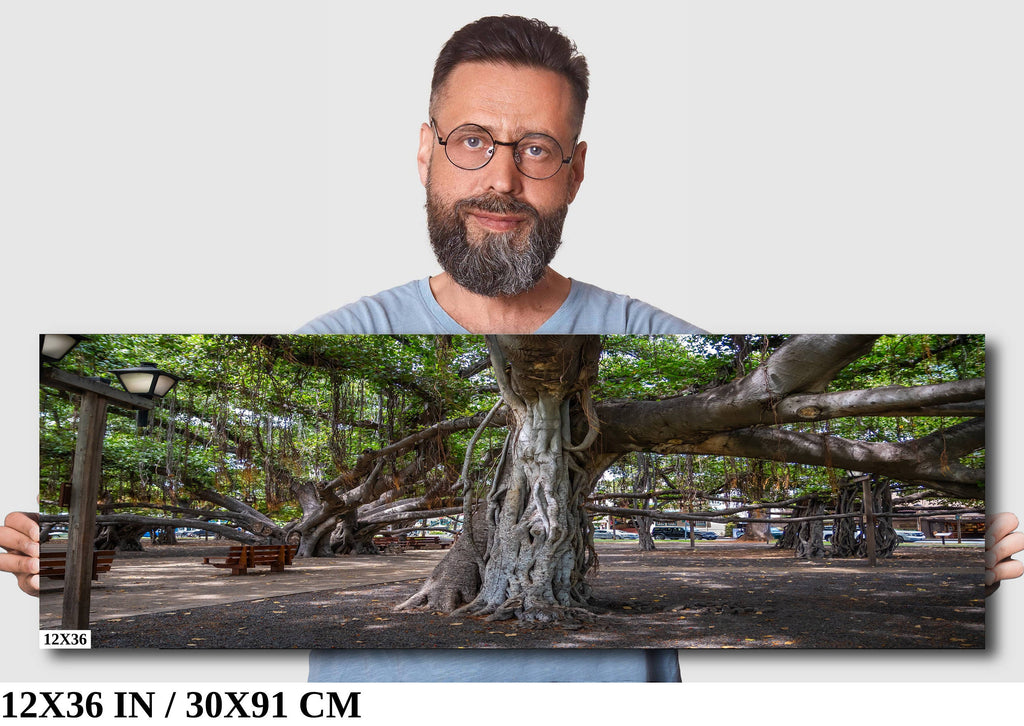 Maui Banyan Tree Print: Haleakala National Park, Hawaii