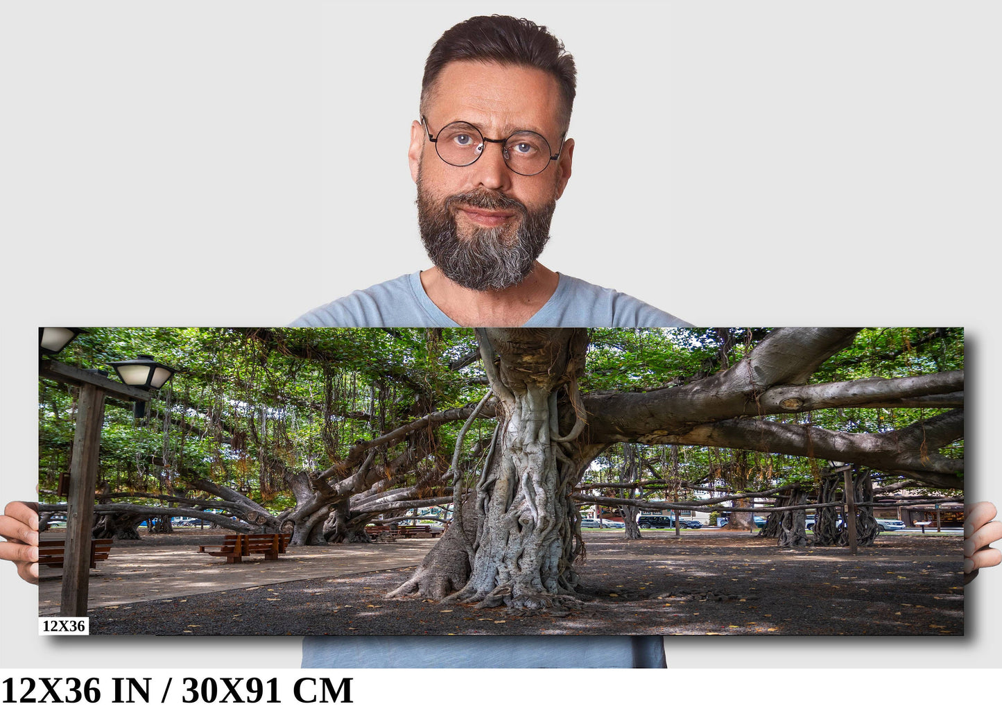 Lahaina Banyan Tree Print - Maui Wall Art | Hawaii Nature Decor Canvas