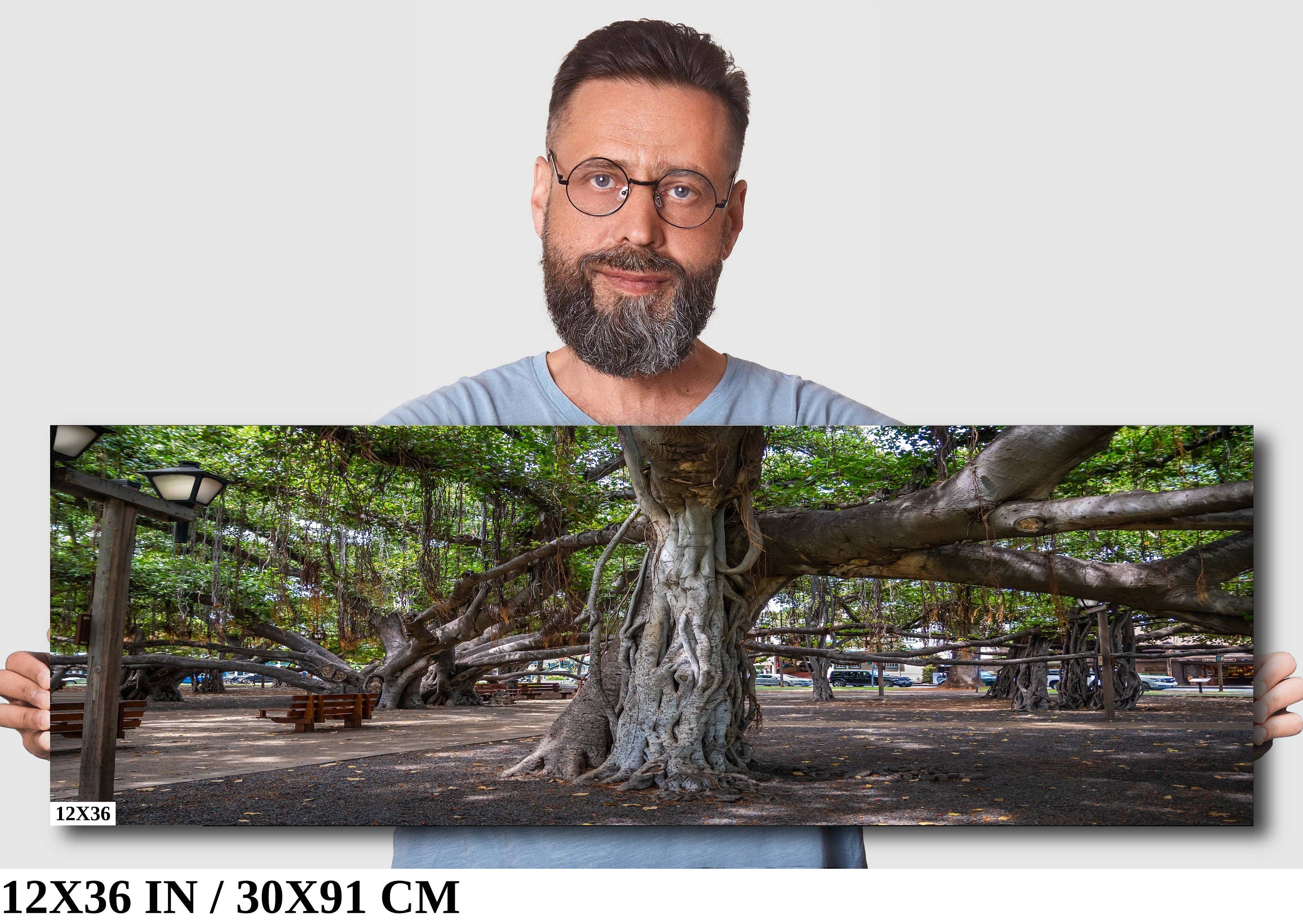 Maui Banyan Tree Print: Haleakala National Park, Hawaii