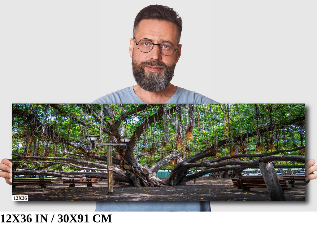 Shade of Serenity: Laihana Hawaii Banyan Tree Photography Maui Nature Print