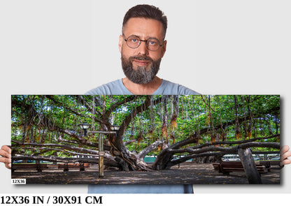 Lahaina Banyan Tree Photography - Maui Nature Canvas | Wildfire Resilience Art Print