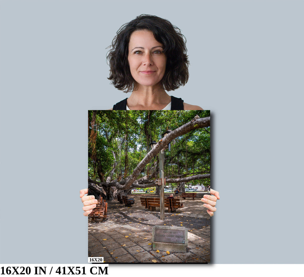 Nature's Canopy: Banyan Tree Print Wall Art Lahaina Hawaii Portrait Maui Photography