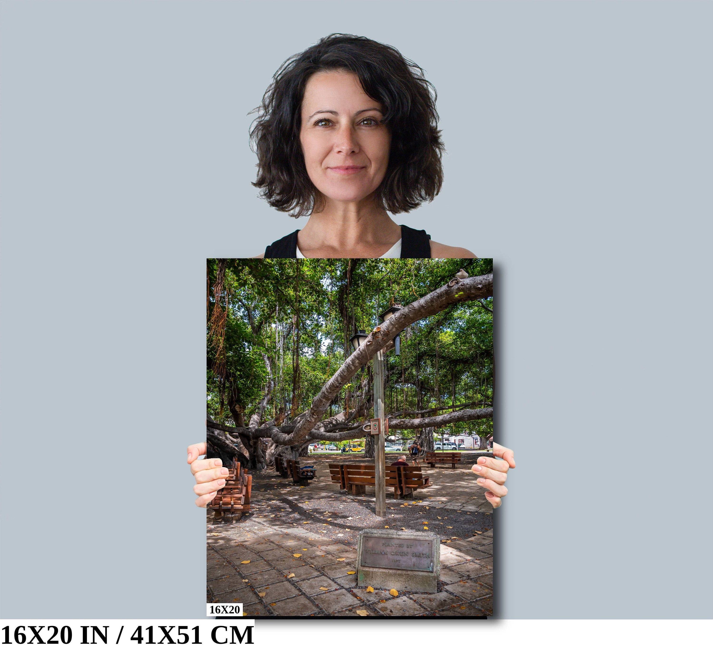 Nature's Canopy: Banyan Tree Print Wall Art Lahaina Hawaii Portrait Maui Photography