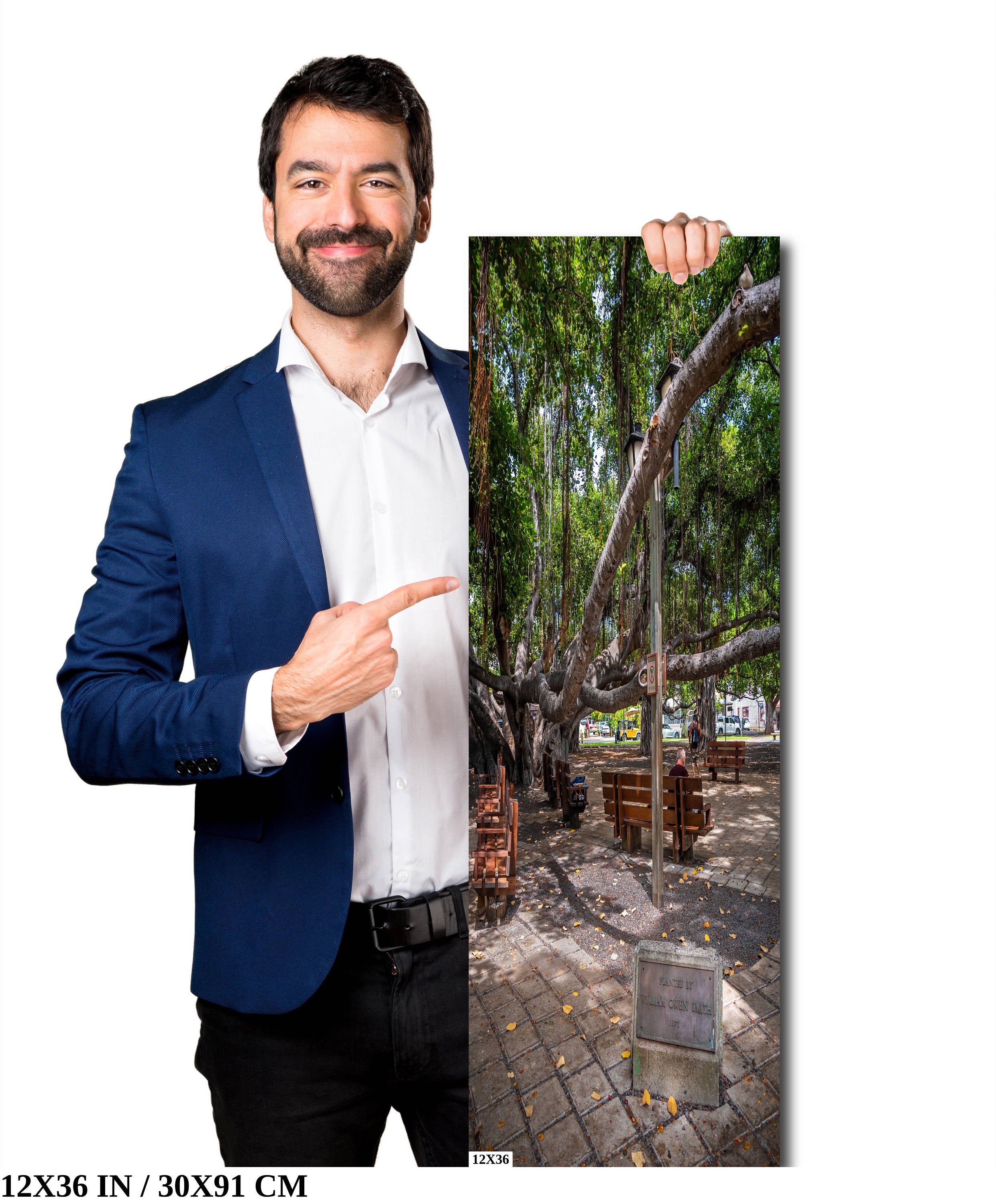 Nature's Canopy: Banyan Tree Print Wall Art Lahaina Hawaii Portrait Maui Photography