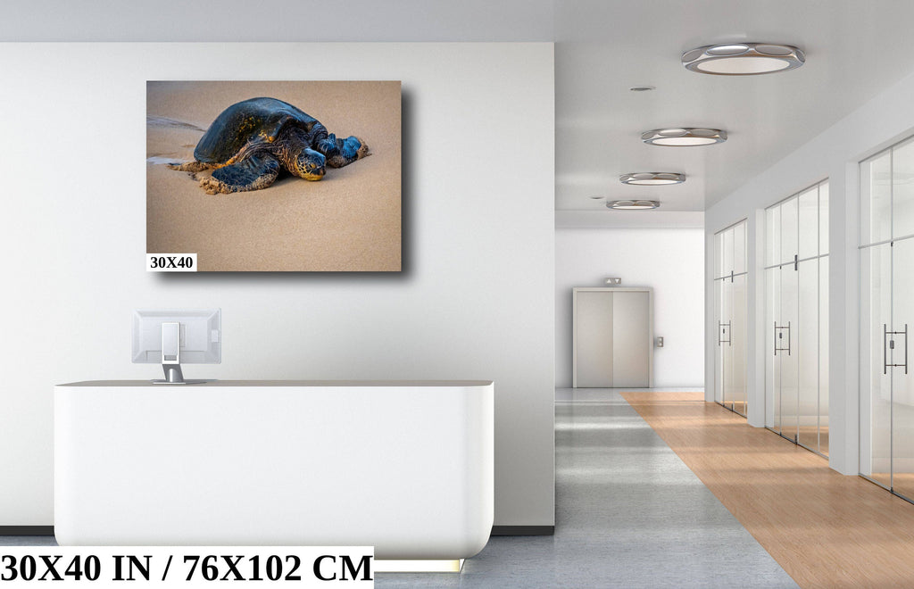 Turtle Serenity: Maui Hawaii Sea Photography Wall Art Ocean Wildlife Print