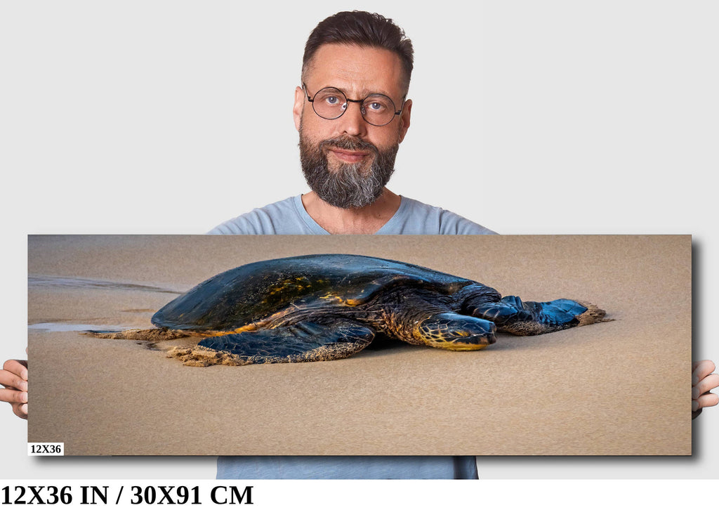 Turtle Serenity: Maui Hawaii Sea Photography Wall Art Ocean Wildlife Print
